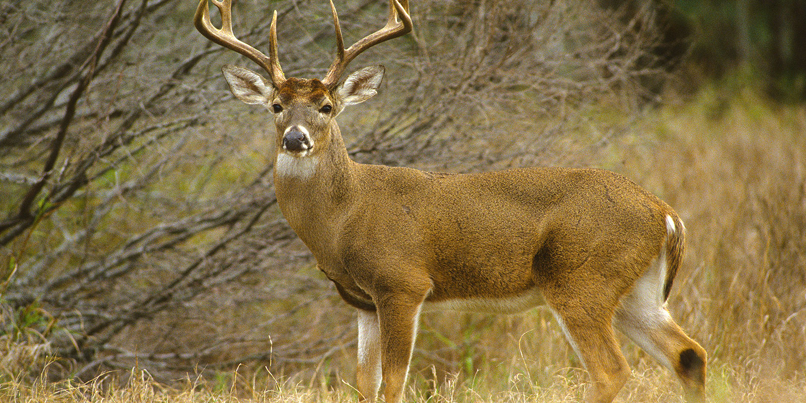 Image of a deer in Texas